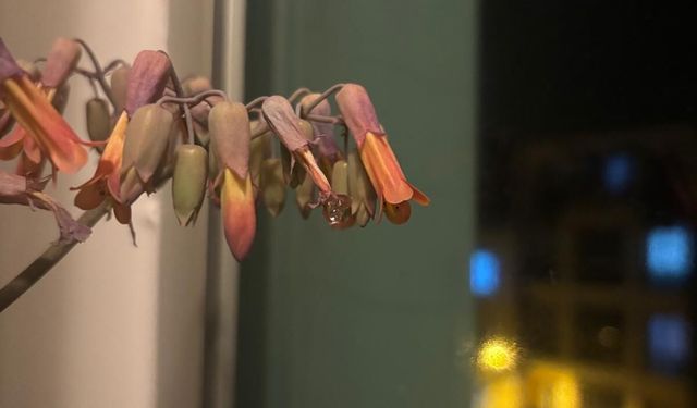 Aşkın Gözyaşları Evleri Süslemeye Devam Ediyor