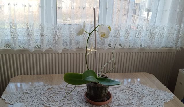 Kırklareli’nde Orkideye İlgi Artıyor