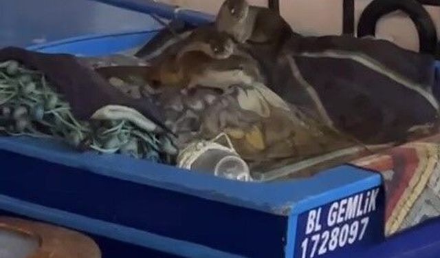 Aç kalan anne su samuru ve yavruları Gemlik’te tekneye sığındı