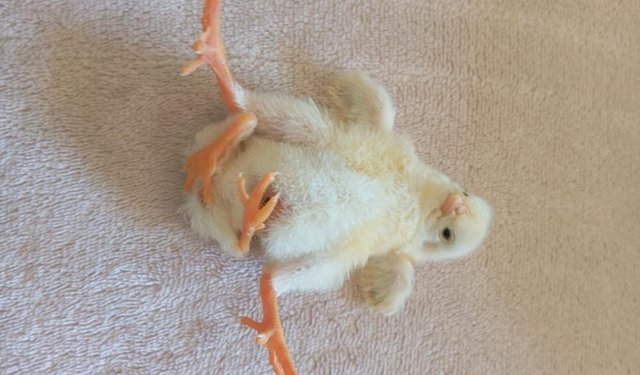 Diyarbakır'da dört ayaklı civciv şaşırttı