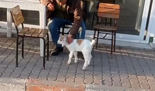 Edirne'de de "keçi ile alışveriş" keyfi