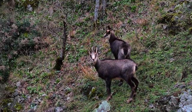 Türkiye’de en düşük rakımda sadece Gümüşhane’de görülüyor