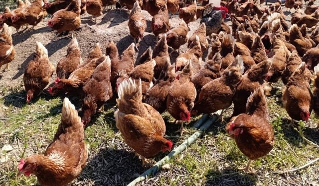 Ev kiraları şehirden kaçırdı, köyde "gezen tavuk" çiftliği kurdu