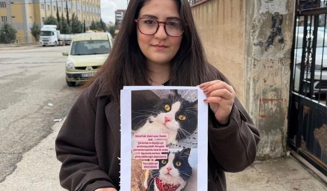 Kedilerini bulana çeyrek altın verecekler