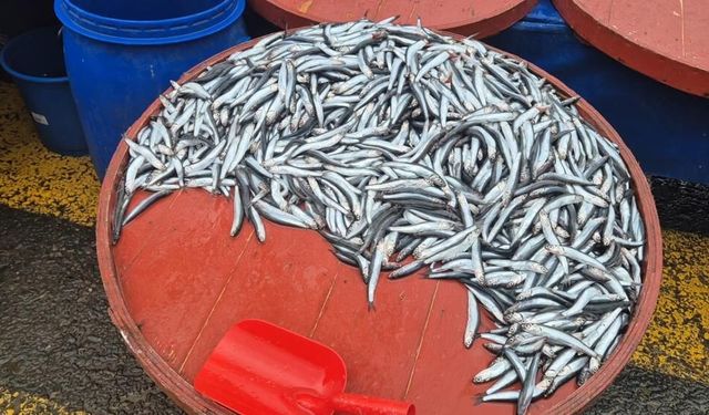 Pazarda hamsinin kilosu 200 liraya çıktı