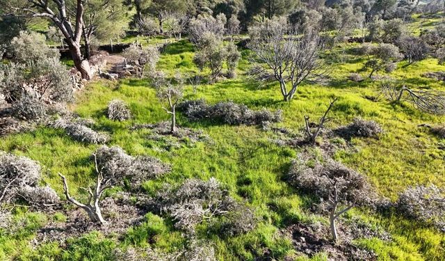 Böyle öfke görülmedi, bir gecede yüzlerce incir ve zeytin ağacını kesip ortadan kayboldular