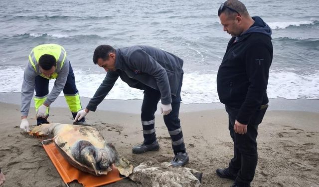 Tekirdağ sahiline ölü caretta caretta vurdu