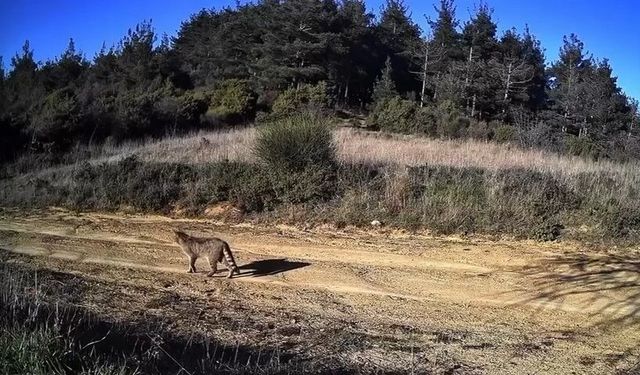 Tekirdağ’da doğanın hayaleti görüntülendi: Dağ Kedisi fotokapanda