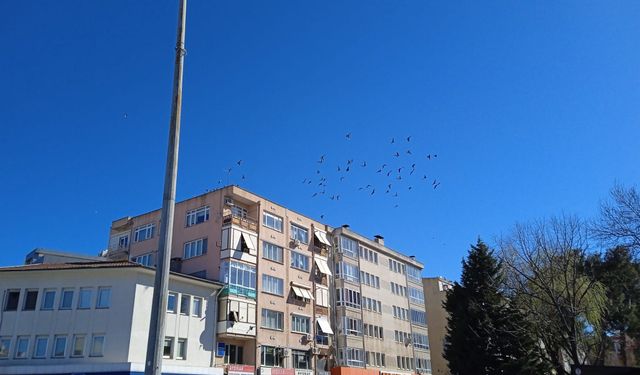Kırklareli Semalarında Güvercin Sürüsü Dikkat Çekti
