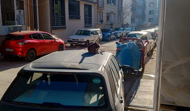 Park Halindeki Aracın Üzerinde Güneşlenen Kedi Dikkat Çekti