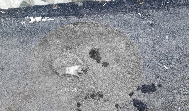 Sokak Ortasında Ölü Bulunan Kirpi Merak Uyandırdı