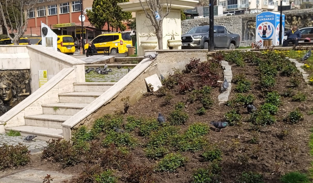 Saatli Park’ta Güvercin Yoğunluğu Dikkat Çekti