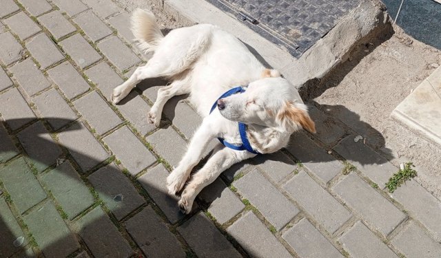 Güneşli Havayı Fırsat Bildi