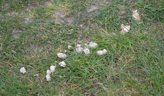 Millet Bahçesi’nde Yeşil Alanlar Hayvan Dışkılarıyla Gölgelendi