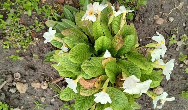 Kırklareli’nde Çuha Çiçekleri Baharı Müjdeliyor