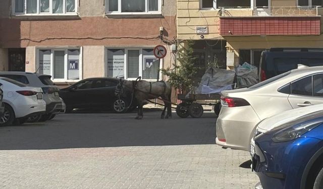 At Arabaları Sokaklarda Görülmeye Devam Ediyor