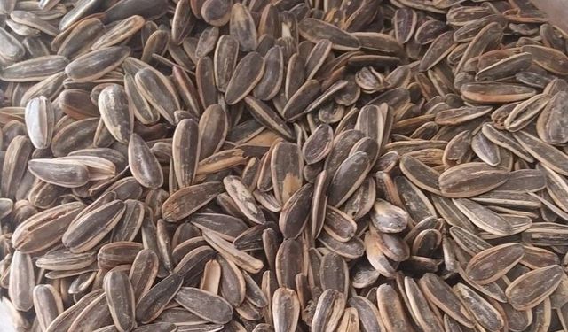 Akşamların Vazgeçilmezi: Ay Çekirdeği