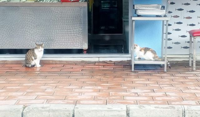 Balıkçı Tezgâhının Müdavimleri Kapının Önünde Bekliyor