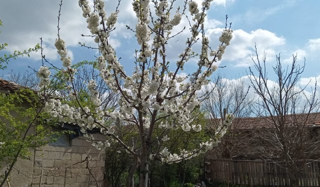 Kırklareli’nde Kiraz Ağaçları Çiçek Açtı