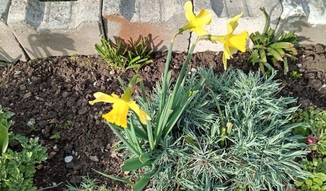 Baharın Habercisi Nergisler Açtı