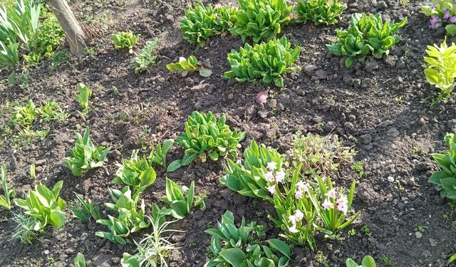 Kırklareli’nde Bahar Bahçelere Renk Kattı