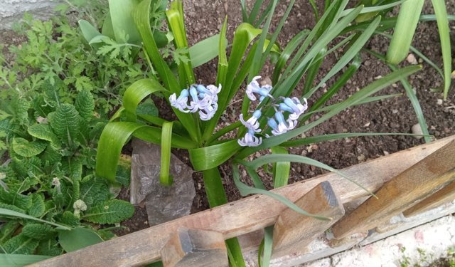 Bahçeler Sümbül Kokularıyla Şenlendi