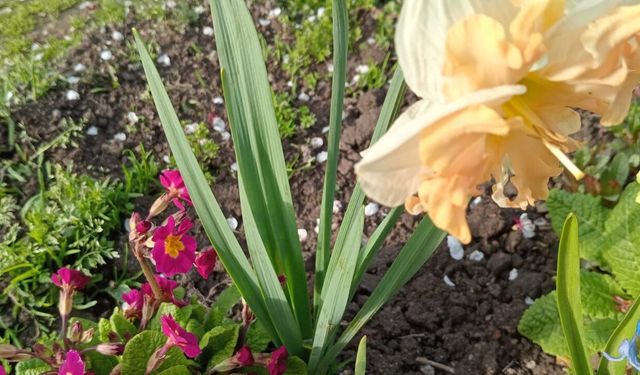 Kırklareli’nde Bahçeler Canlandı