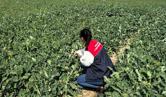 Pehlivanköy’de Kanola Tarlalarında İnceleme