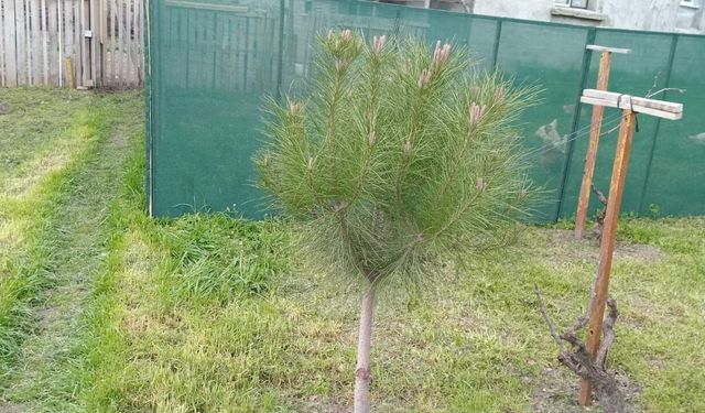 Vatandaşlar Bahçelerini Ağaçlandırıyor