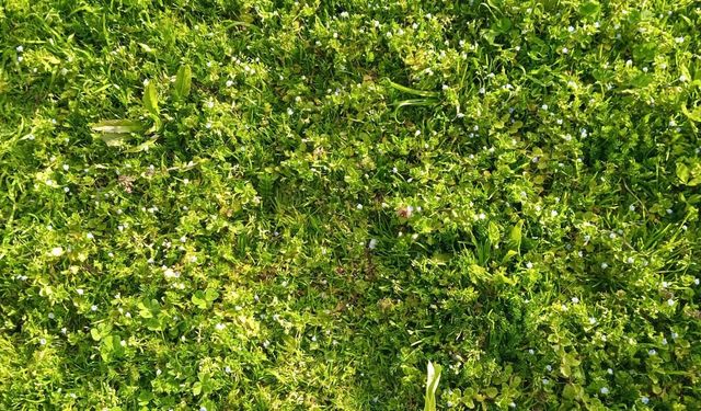 Yabani Çiçekler Doğayı Renklendirdi