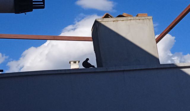 Kırklareli’nde Güvercinler Çatılardan Ayrılmıyor