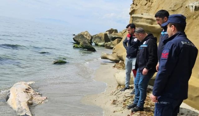 Tekirdağ'da yunus ölüsü bulundu