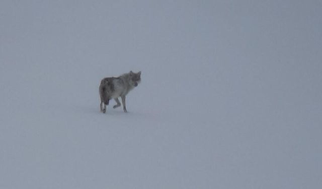 Kars’ta karla kaplı arazide yalnız kurt: Kamerayı fark edince gözden kayboldu