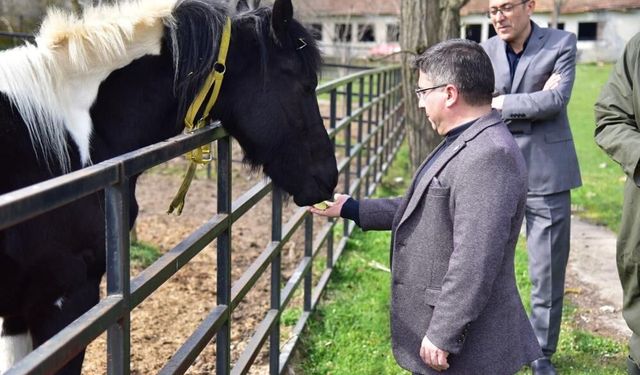 İlk tüp tay Balat 2 yaşında