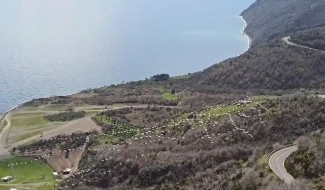 Tekirdağ’da pelikanların senkronize uçuşu görsel şölen sundu