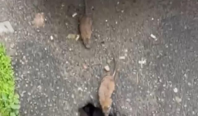 Tekirdağ'ın Çorlu ilçesinde sokakta fareler cirit atıyor