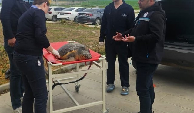 Tekirdağ'da ölü bulunan caretta caretta incelemeye alındı