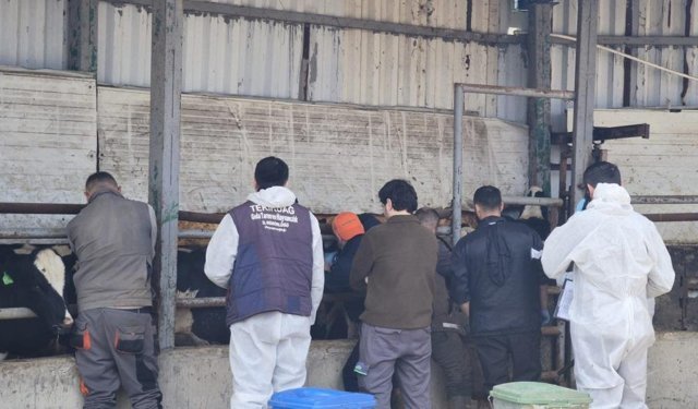 Tekirdağ'da ithal damızlık hayvanlar için sıkı sağlık denetimi