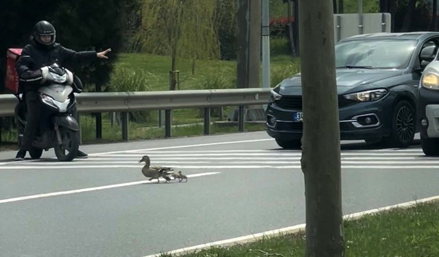 İstanbul’da ördeklerin güvenli geçişi için trafik durduruldu