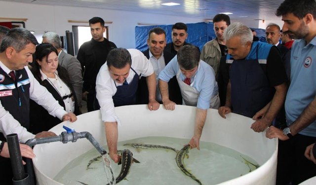 Bu balığın havyarı 'siyah inci': Karadeniz'e 8 bin adet dağıtılacak, çiple takip edilecek