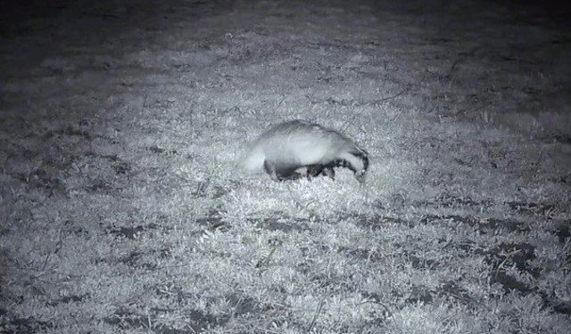 Yiyecek arayışındaki porsuk Ganos Dağları'nda görüntülendi