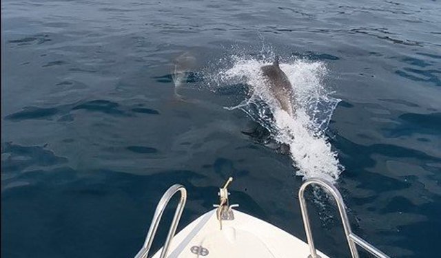 Saros Körfezi’nde yunuslar tekne ile yarıştı