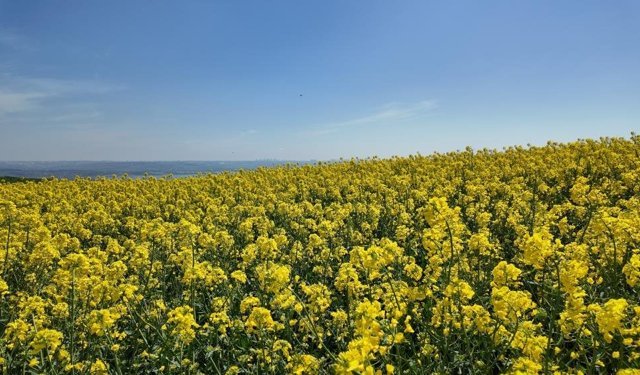 İstanbul'da tarlalar sarıya boyandı