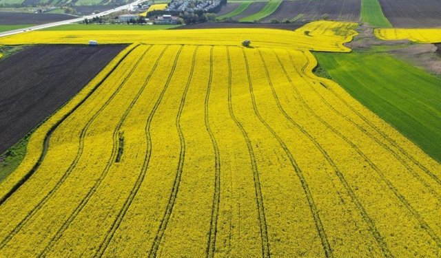 Kırklareli’nde kanola tarlaları sarıya büründü