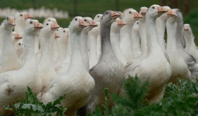 Anadolu kazına "milli kimlik": Anne hattı Yozgat, baba hattı Bandırma