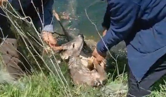 Sulama kanalına düşen karacayı vatandaşlar kurtardı