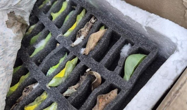 Sınır kapısında tropikal kelebek pupası ele geçirildi