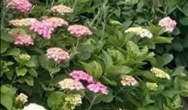 Kırklareli’nde Bahçeleri Ortancalar Süsledi