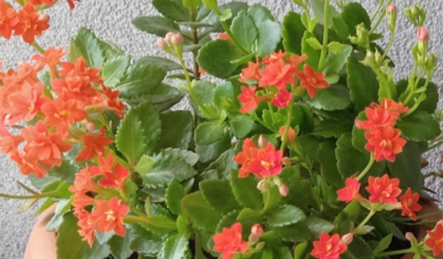 Kırklareli’nde Kalanşo Çiçeği Evleri Süslüyor