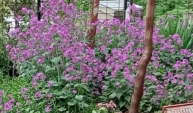 Bahçeleri Süsleyen Mor Çiçek: Gece Kokusu